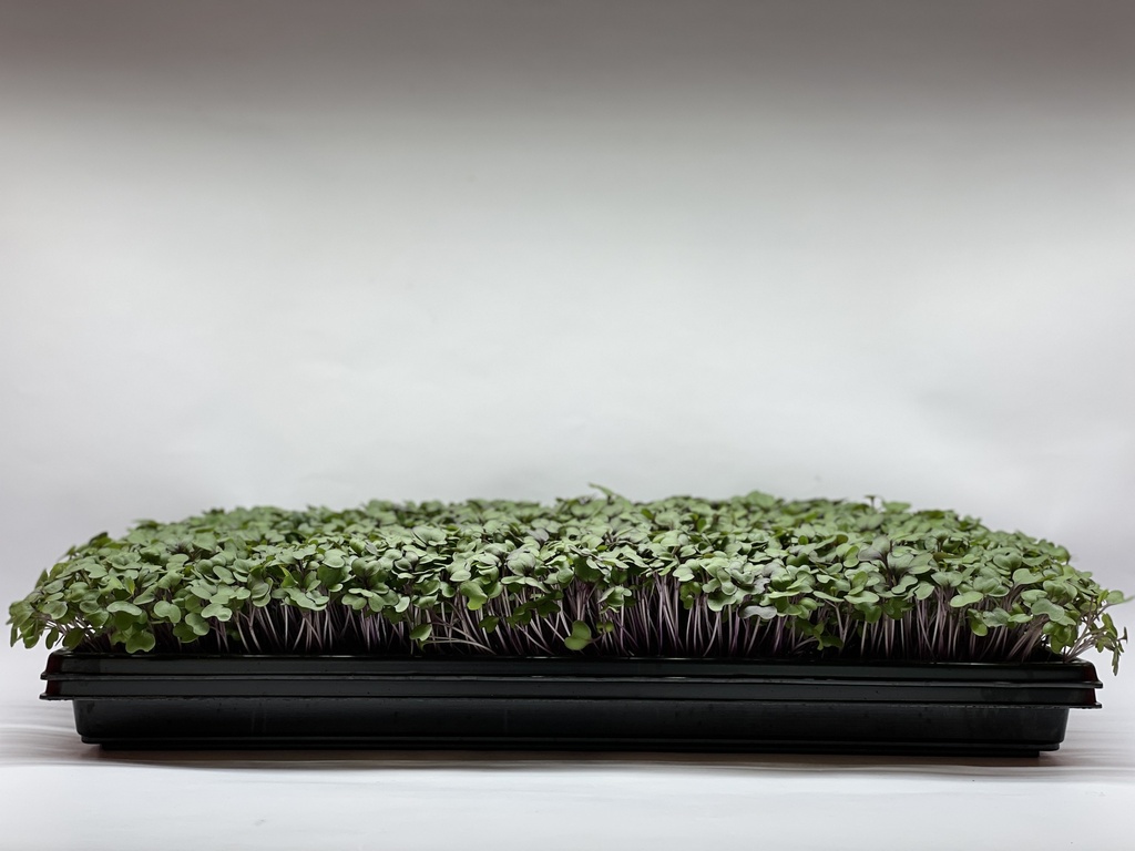 Microgreens - Red Cabbage