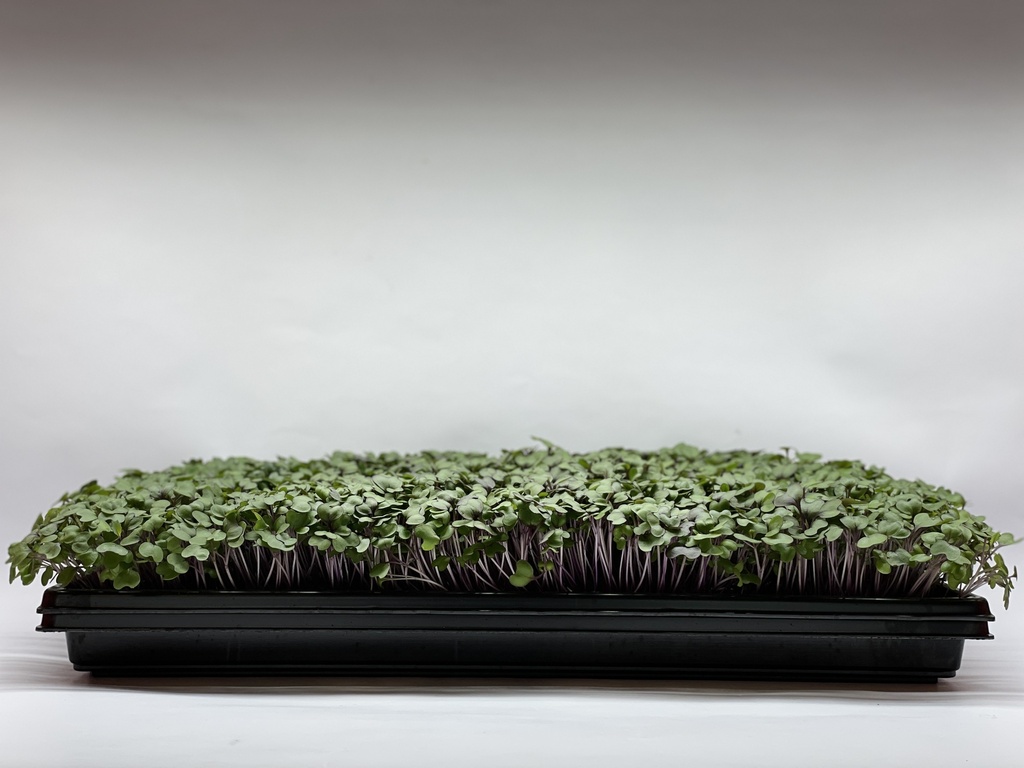 Microgreens - Rotkohl