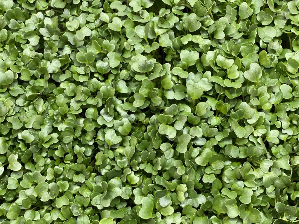 Microgreens - Grünkohl