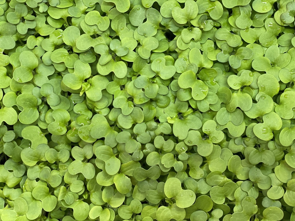 Microgreens - Mustard