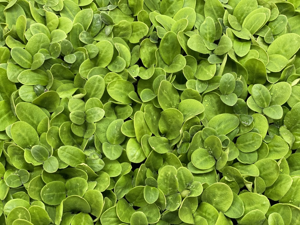 Microgreens - Borretsch