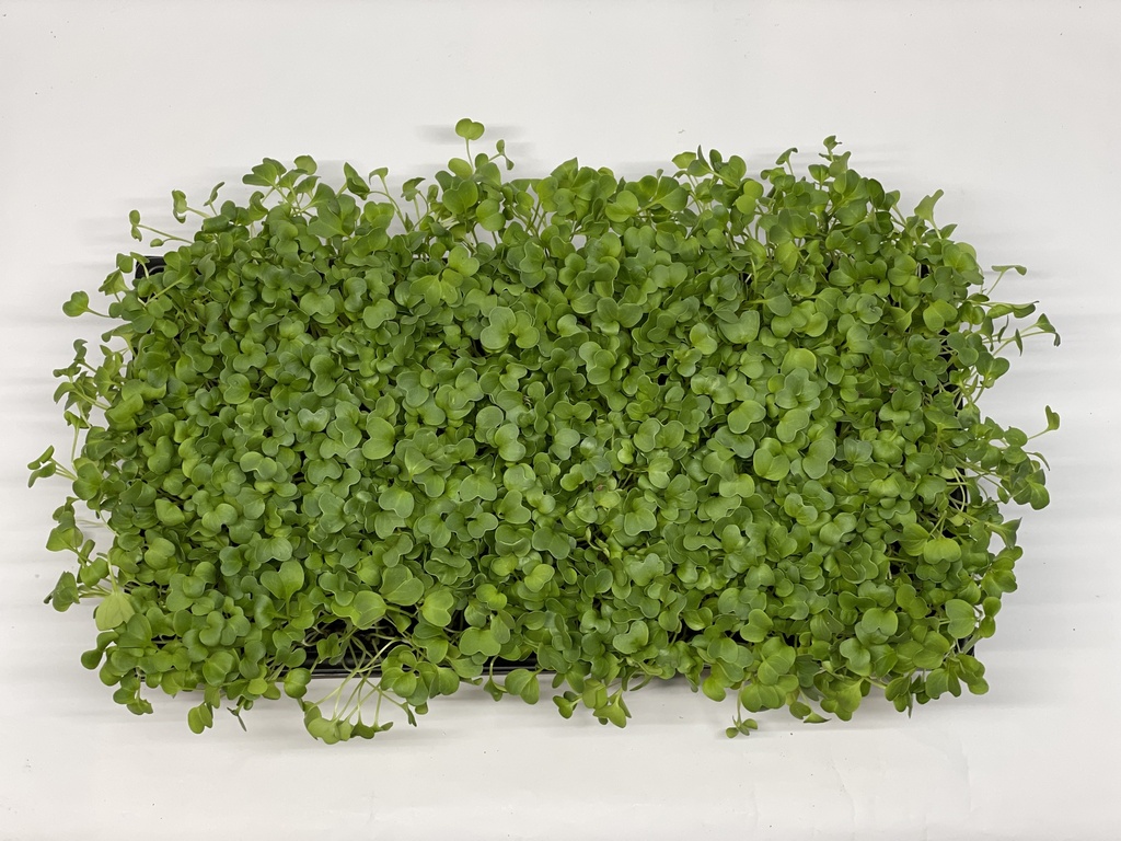 Microgreens - Rettich