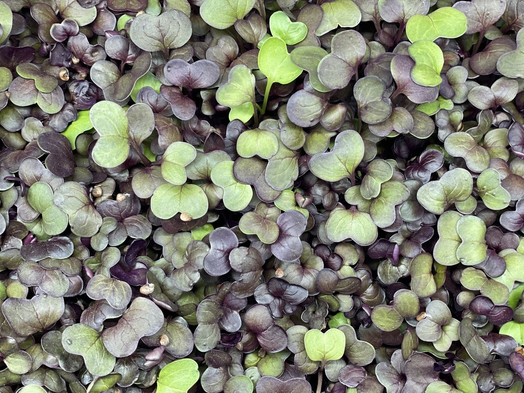 Microgreens - Radishes (Red Vulcano)