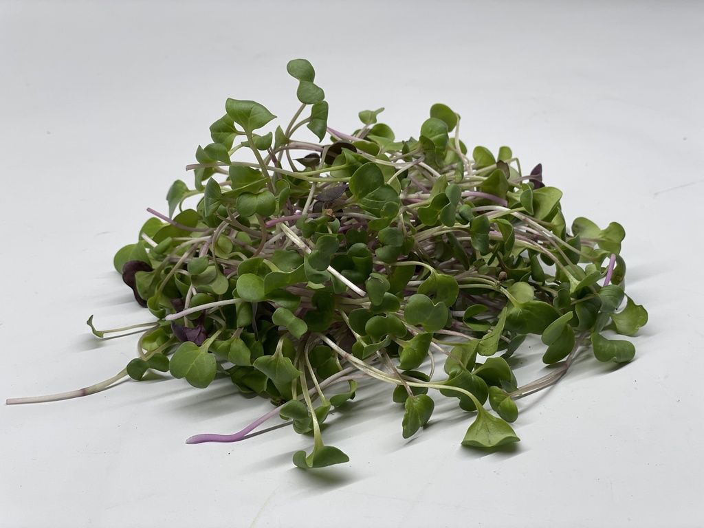 Microgreens - Radishes (China Rose)