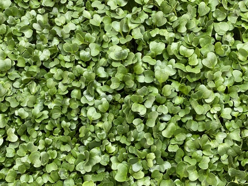 Microgreens - Kale