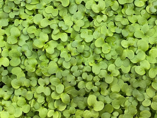 Microgreens - Senf