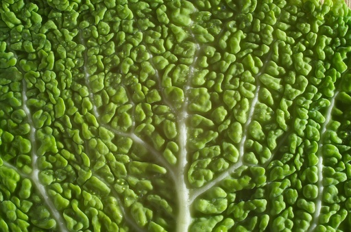 Vegetable Creamed Savoy Cabbage