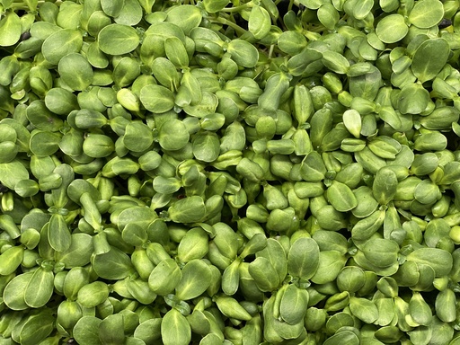 Microgreens - Sonnenblumen