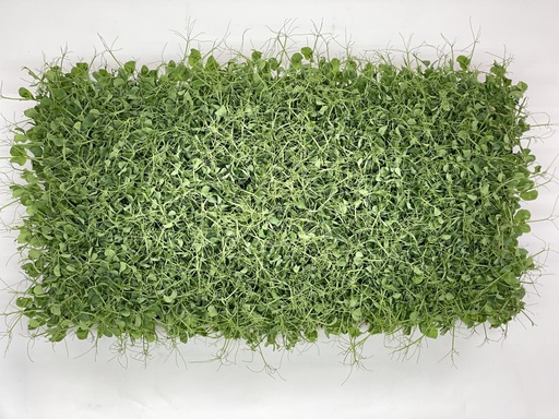 Microgreens - Erbsen