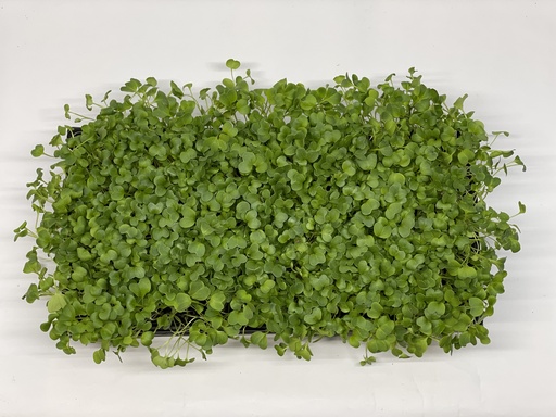 Microgreens - Radish