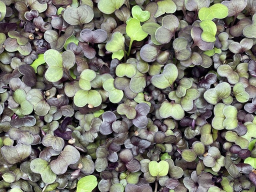 Microgreens - Radieschen (Red Vulcano)