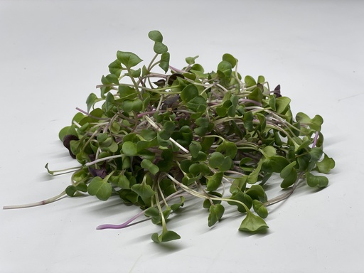 Microgreens - Radieschen (China Rose)