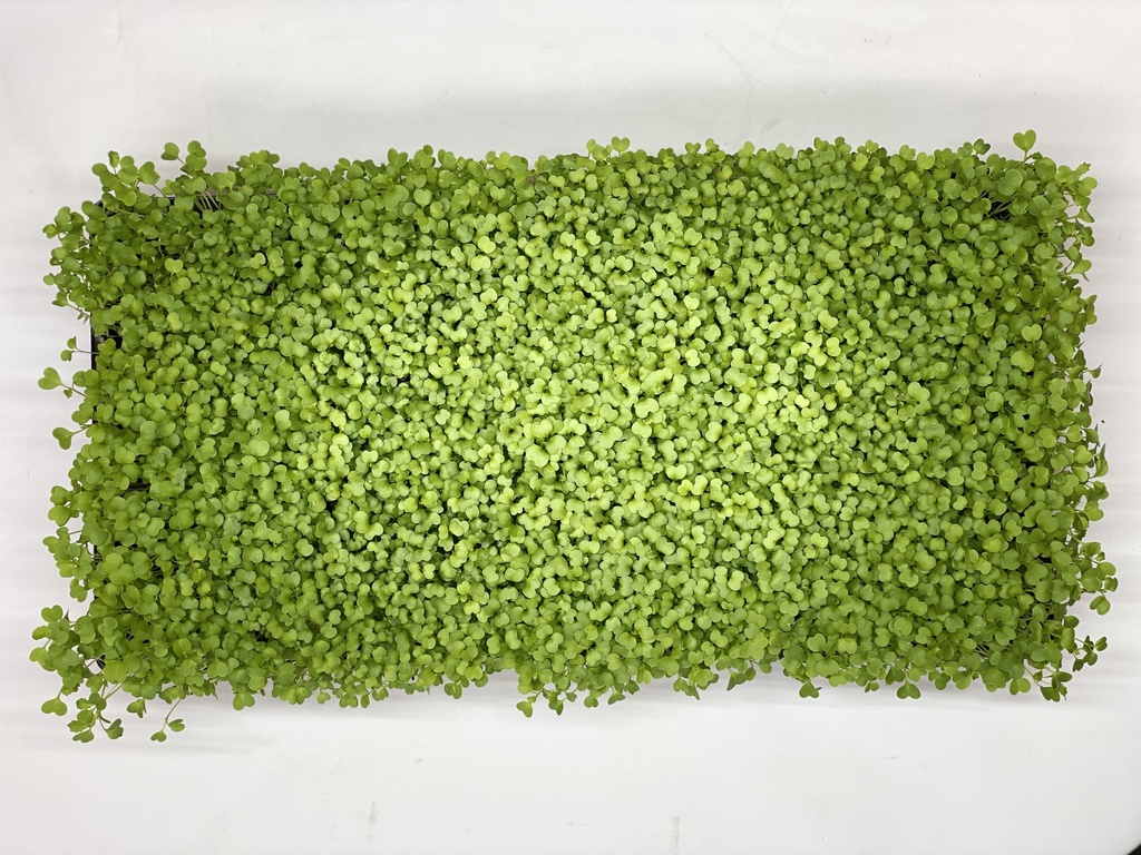Microgreens - Broccoli